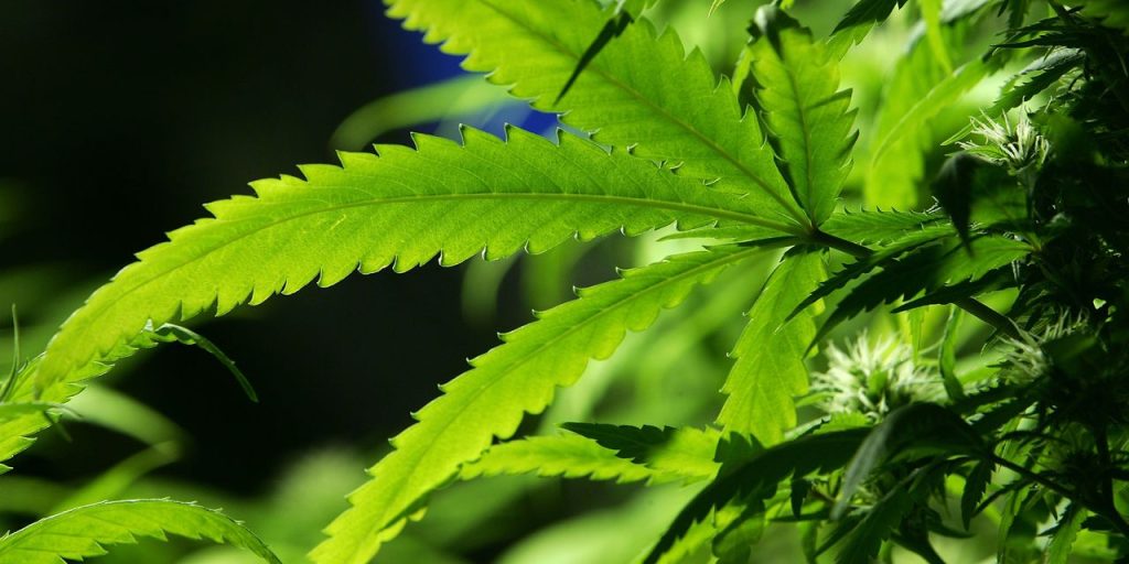 Canopy Growth faces SEC investigation after BioSteel sales misstatements