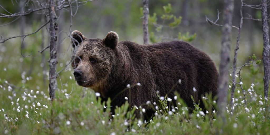 The U.S. stock-market rally seems unstoppable, so why does bearishness still persist?