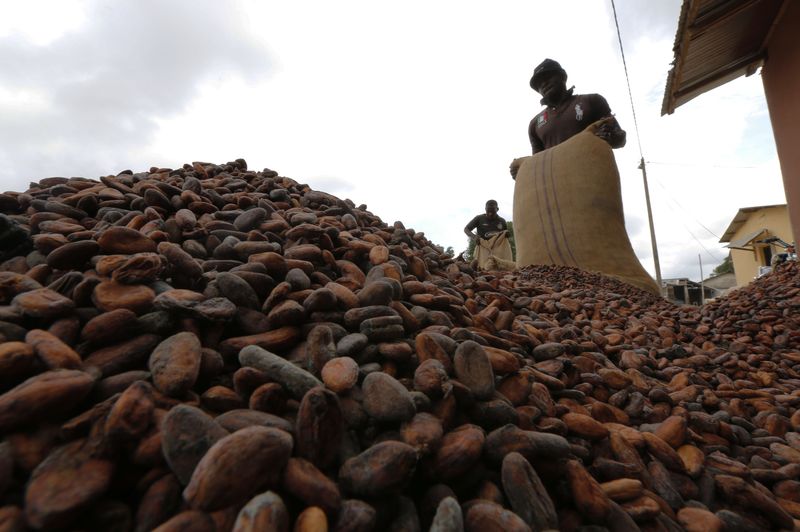 Exclusive-Ivory Coast halts cocoa forward sales as rains hit production